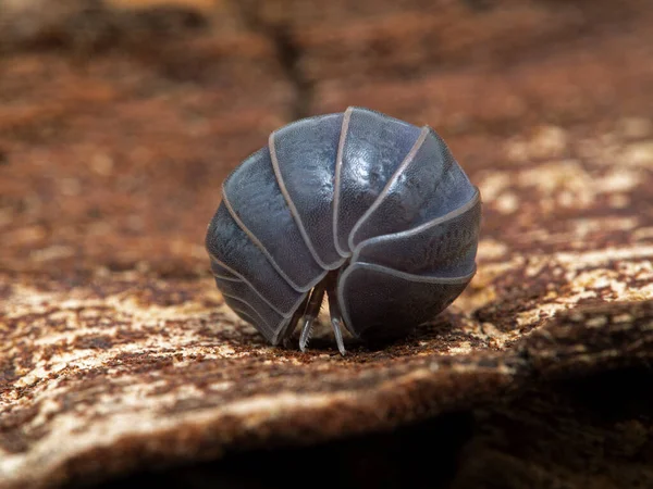 Isopode Terrestre Armadillo Officinalis Srotolato Dalla Palla Stretta Cui Arrotolava — Foto Stock