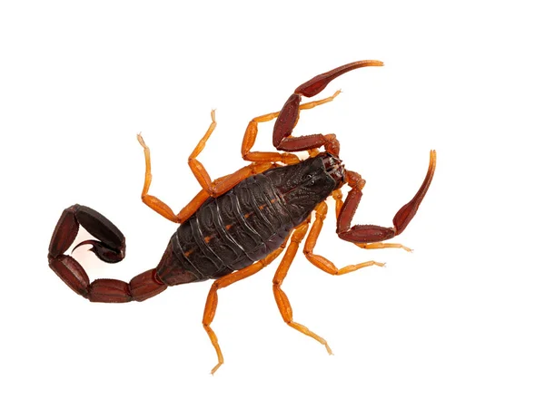 Krásný Poddospělý Floridský Škorpión Hnědý Kůrový Škorpión Centruroides Gracilis Izolovaný — Stock fotografie