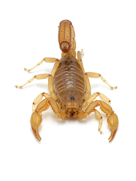 亚利桑那州成年雌性条纹尾蝎子 被白色隔离的Paravaejovis Spinigerus 从前面 该物种在亚利桑那州和美国新墨西哥州西南部很常见 — 图库照片