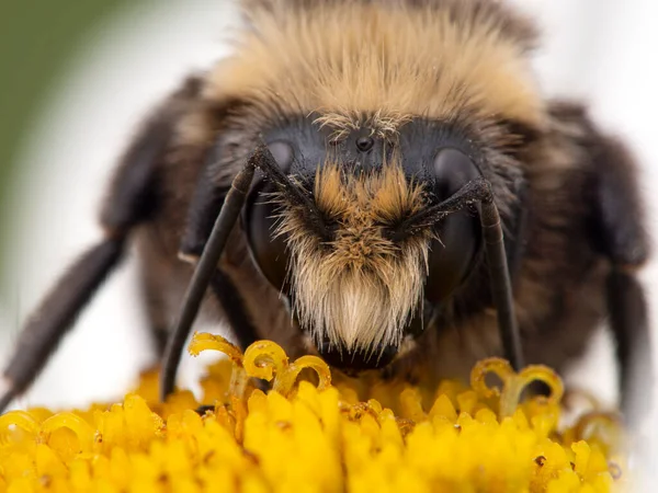 Primer Plano Cara Abejorro Cara Amarilla Bombus Vosnesenskii Una Flor — Foto de Stock