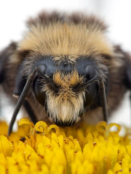 Close Face Yellow Faced Bumblebee Bombus Vosnesenskii Daisy Flower Vertical — Stock Photo, Image