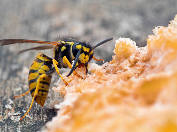 German yellowjacket wasp, Vespula germanica, feeding on pink salmon (Oncorhynchus gorbuscha). Native to Europe, Northern Africa, and temperate Asia, but introduced to parts of North America