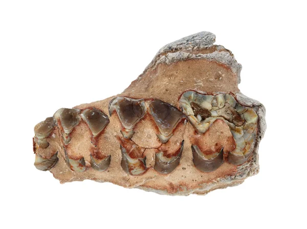 Denti Fossili Oreodonte Merycoidodon Matrice Litica Questi Mammiferi Erbivori Estinti — Foto Stock