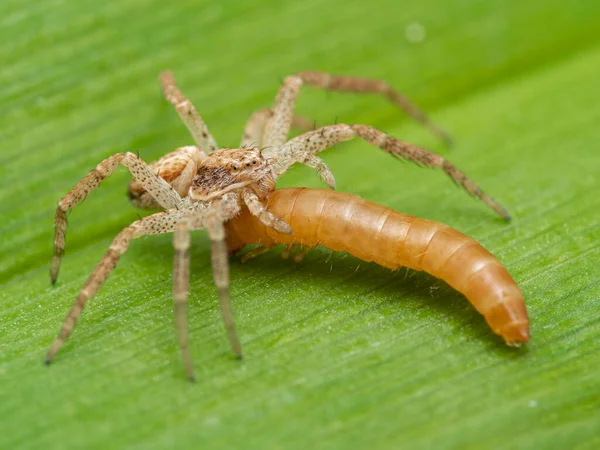 Araña Cangrejo Philodromus Dispar Sobre Una Hoja Alimentándose Una Larva — Foto de Stock