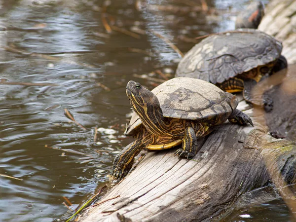 Tortuga Corredera Orejas Rojas Macho Mayor Trachemys Scripta Elegans Tomando —  Fotos de Stock