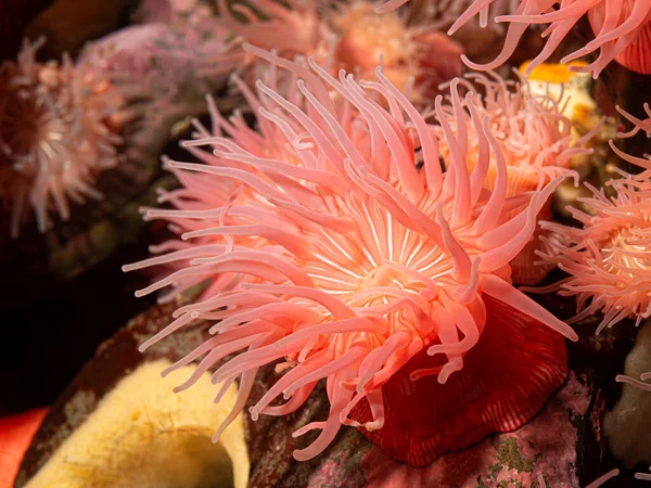 Colourful red and pink brooding sea anemone (Epiactis prolifera) from shallow marine waters of British Columbia