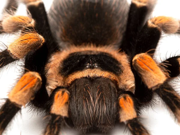 Close Face Colourful Subadult Female Mexican Orangeknee Tarantula Brachypelma Hamorii — Stock Photo, Image