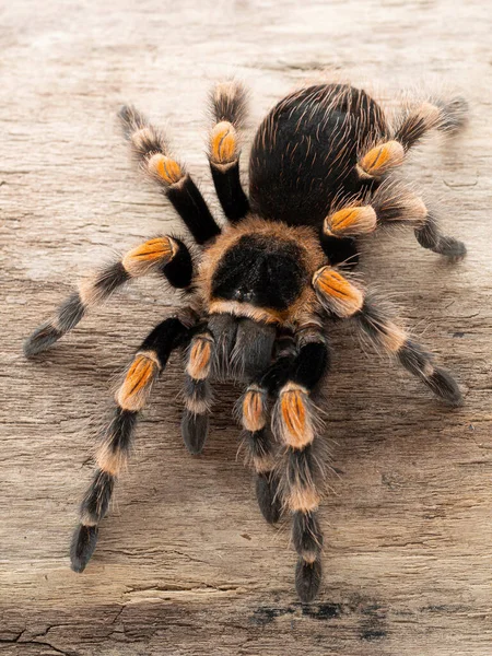 Colorida Tarántula Mexicana Orangeknee Femenina Subadulta Brachypelma Hamorii Tronco Blanqueado — Foto de Stock