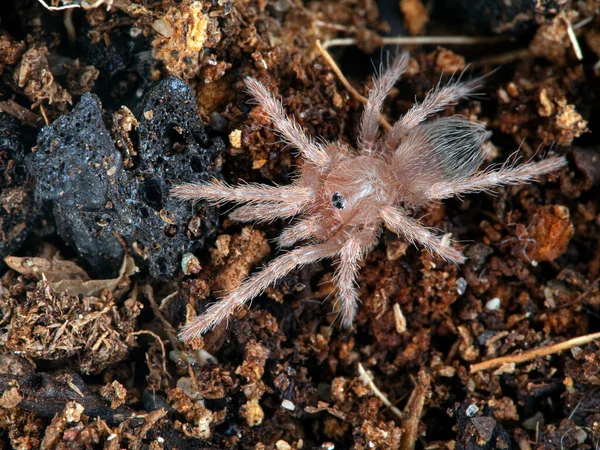 Very Tiny Juvenile Brazilian Salmon Pink Bird Eating Tarantul Lasiodora — Stock Photo, Image