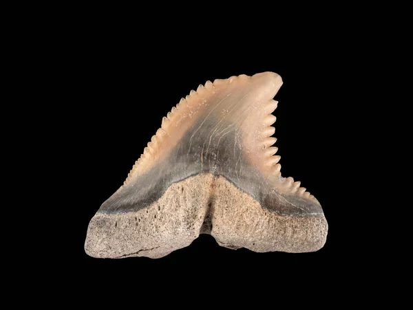Dente Fossile Della Mascella Superiore Dente Squalo Beccaccino Hemipristis Serra — Foto Stock