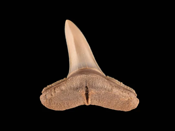 Dente Fossile Della Mascella Superiore Uno Squalo Requiem Carcharhinus Species — Foto Stock