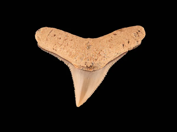 Fossil Tooth Upper Jaw Requiem Shark Carcharhinus Species Tooth Lost — Stock Photo, Image