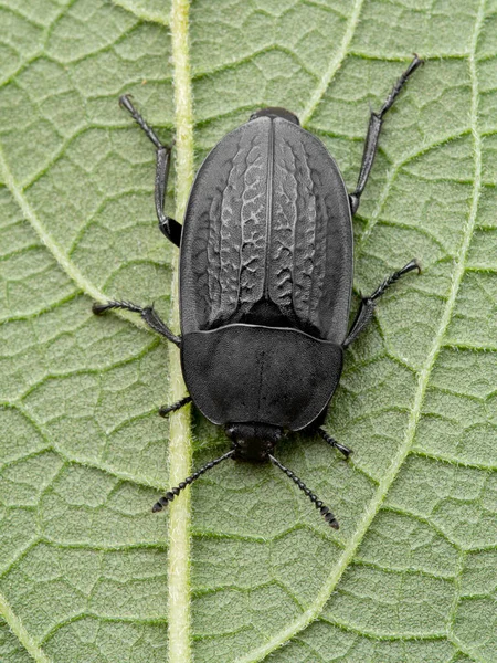 Scarabeo Giardino Heterosilpha Ramosa Foglia Dall Alto Questi Scarabei Carogne — Foto Stock