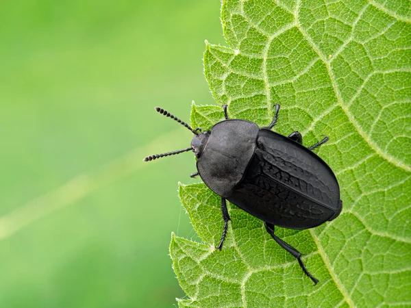 Czarny Ogród Carrion Beetle Heterosilpha Ramosa Zielonym Liściu Góry Chrząszcze — Zdjęcie stockowe