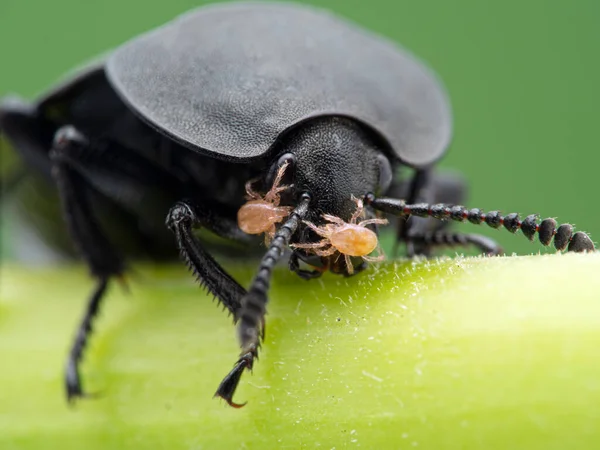 Close-up of a garden carrion beetle, Heterosilpha ramosa, on plant stem, with symbiotic mites (Poecilochirus species). When the beetle arrives at a dead animal to feed, the mites leave the beetleto eat fly eggs and larvae