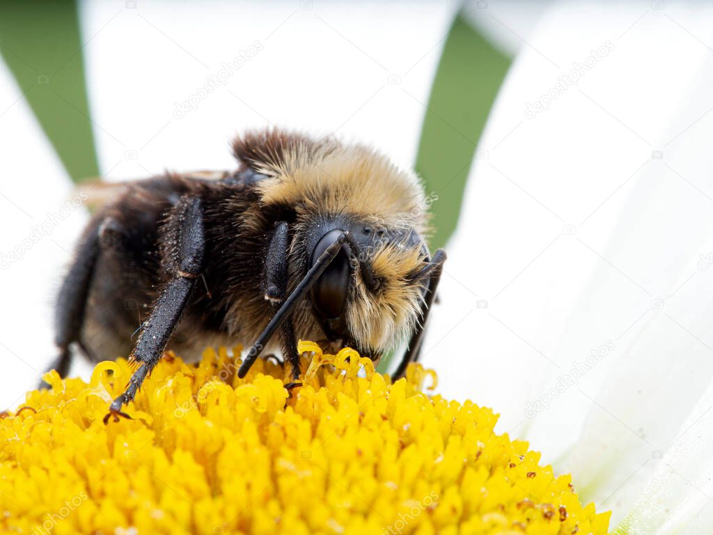 yellow-faced bumblebee (Bombus vosnesenskii) on a daisy flower. This is the most common species of bumblebee on the west coast of North America