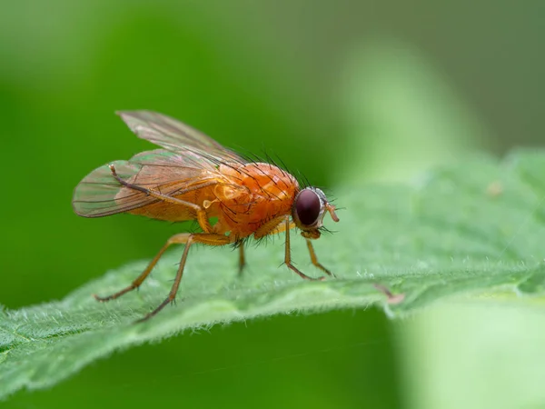 Colorida Mosca Naranja Thricops Diaphanus Sobre Una Hoja Verde Limpiando — Foto de Stock