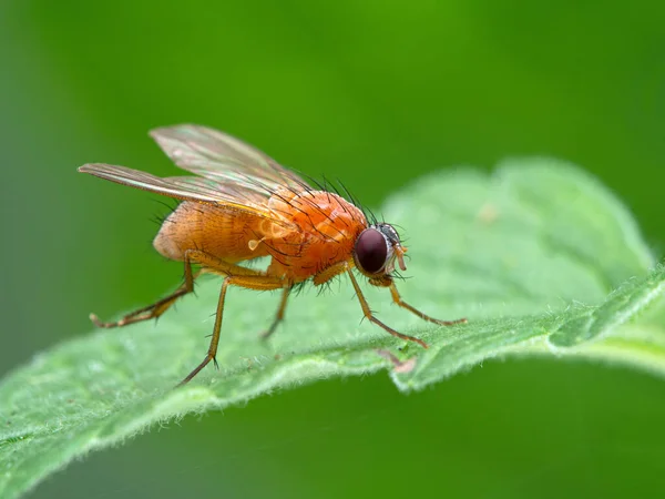 Colorida Mosca Naranja Thricops Diaphanus Sobre Una Hoja Verde Estas — Foto de Stock