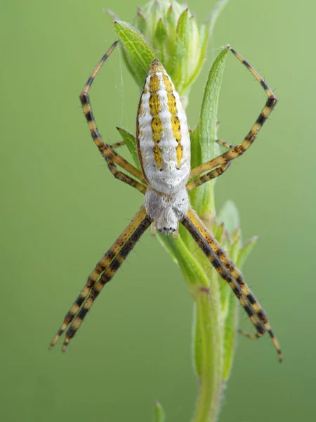 Спинной Вид Самки Кольчатого Садового Паука Argiope Trifasciata Сидящего Растении — стоковое фото