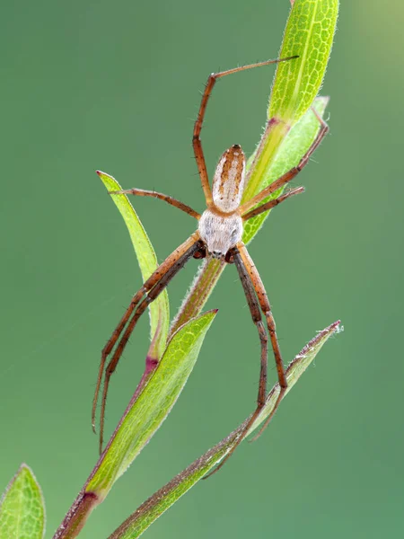 雄性带条纹的花园蜘蛛 Argiope Trifasciata 栖息在植物上 加拿大不列颠哥伦比亚省三角洲边界湾盐沼 — 图库照片