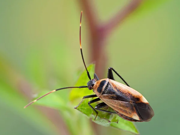 Widok Grzbietowy Robaczka Adelphocoris Rapidus Liściu Boundary Bay Saltmarsh Wiele — Zdjęcie stockowe