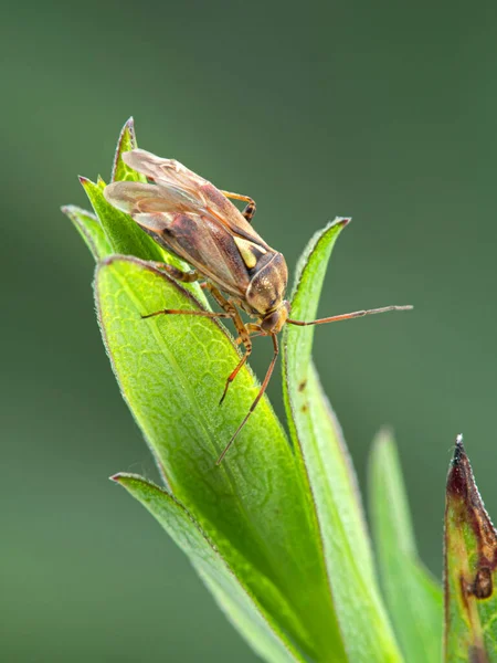 Zijaanzicht Van Een Plantenwants Familie Miroidea Een Blad Boundary Bay — Stockfoto