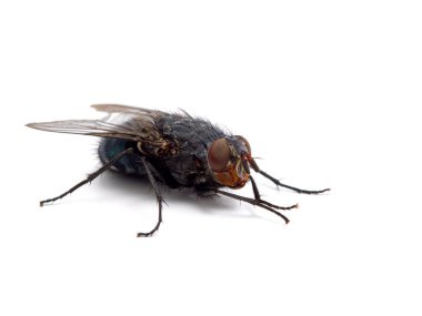 Yaygın kurt sineği ya da şişe sineği (Calliphora vicina) beyazı izole eder. Bu tür, adli böcek bilimi için en önemli sinek türlerinden biridir. Fotoğraf: Delta, British Columbia