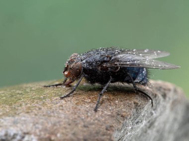 Islak bir taşın üzerinde dinlenen, su damlacıklarıyla kaplı, yaygın bir kurt sineği veya şişe sineği (Calliphora vicina). Adli böcek bilimi için en önemli sinek türlerinden biri. Delta, British Columbia, Kanada