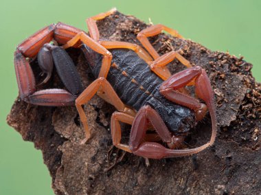 Renkli, yeni tüy dökmüş erkek kahverengi akrep (Florida kabuğu akrebi), Centruroides gracilis, ağaç kabuğunda 