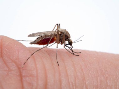Kıyı sivrisineği, Aedes dorsalis, karnındaki kanla bir adamın parmağını ısırmak. Boundary Bay tuzbataklığı, Ladner, Delta, British Columbia, Kanada