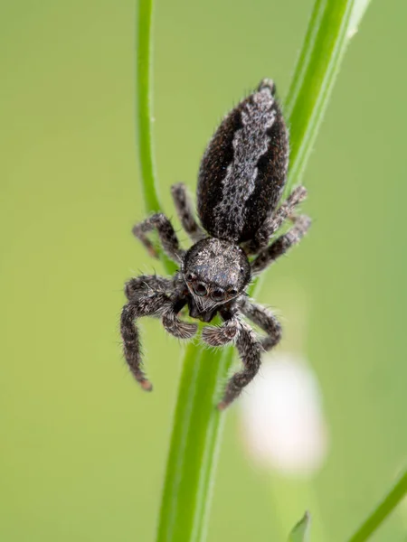 Расплывчатый Прыгающий Паук Platycryptus Californicus Стеблях Растений Смотрящий Камеру Вид — стоковое фото