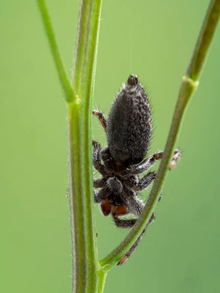 Una Araña Saltadora Muy Borrosa Platycryptus Californicus Trepando Sobre Los — Foto de Stock