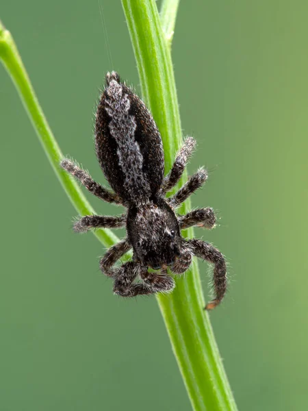 Una Araña Saltadora Muy Borrosa Platycryptus Californicus Trepando Sobre Tallos — Foto de Stock