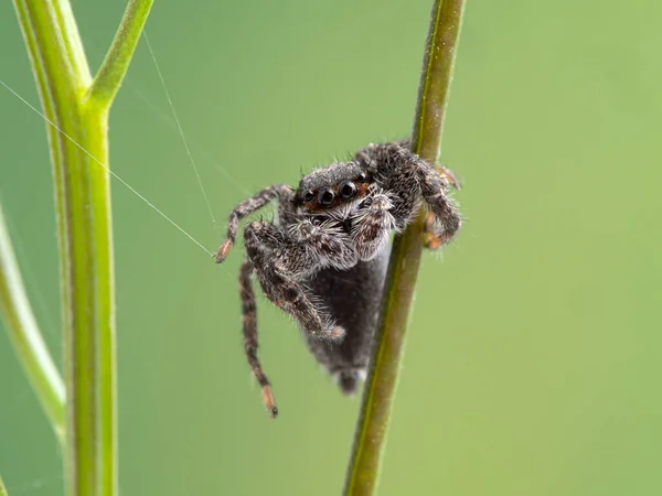 Симпатичный Прыгающий Паук Platycryptus Californicus Ласкающий Растение Паутину Лицом Камере — стоковое фото