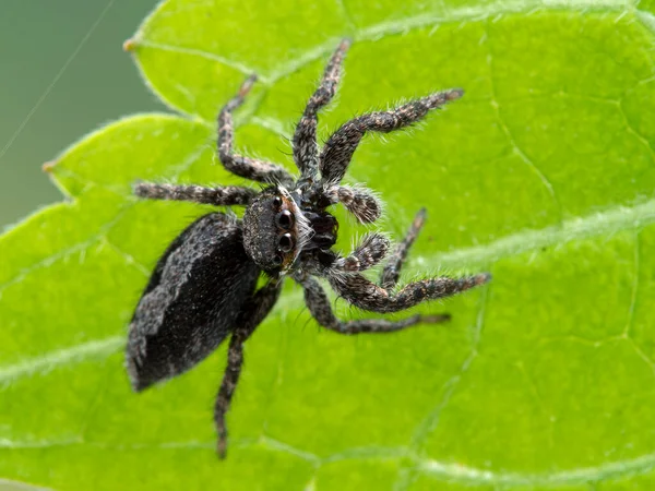 Primer Plano Una Linda Araña Saltadora Platycryptus Californicus Sobre Una —  Fotos de Stock