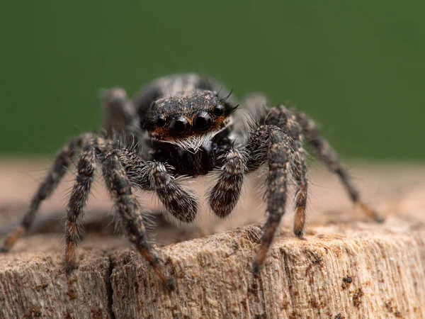 Detailní Záběr Tvář Roztomilého Skákajícího Pavouka Platycryptus Californicus Větvi Fotografie — Stock fotografie