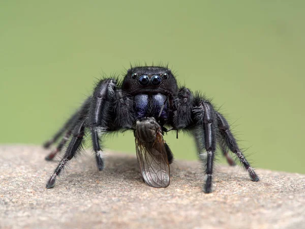 Hombre Johnson Saltando Araña Phiddipus Johnsoni Una Roca Que Alimenta — Foto de Stock