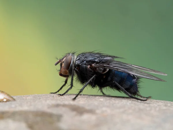 Mosca Común Mosca Botella Calliphora Vicina Descansando Sobre Una Piedra — Foto de Stock