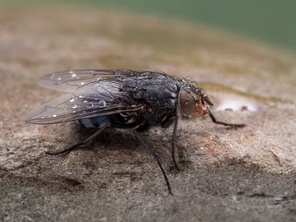 Mosca Común Mosca Botella Calliphora Vicina Descansando Sobre Una Piedra — Foto de Stock