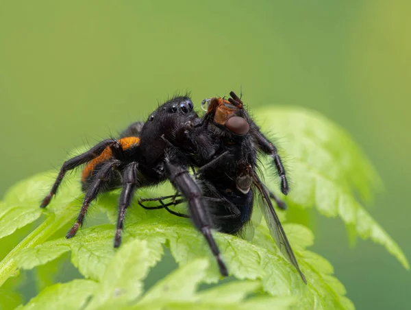 Araña Saltadora Masculina Johnson Phiddipus Johnsoni Helecho Que Alimenta Una — Foto de Stock