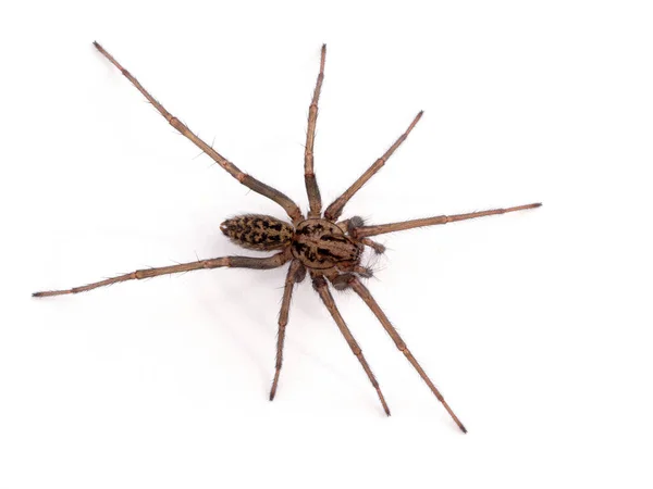 Male Giant House Spider Hobo Spider Eratigena Species White Wall — Stock Photo, Image