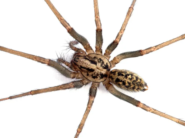 Close Body Male Giant House Spider Hobo Spider Eratigena Species — Stock Photo, Image