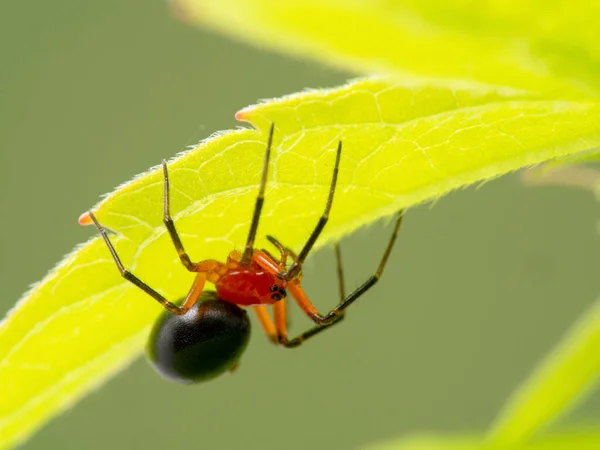 Araña Enana Roja Negra Muy Diminuta Pero Colorida Hypselistes Florens — Foto de Stock