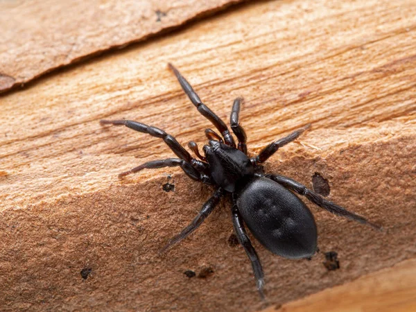 Mycket Liten Svart Dvärgspindel Drassyllus Depressus Död Trädgren Boundary Bay — Stockfoto