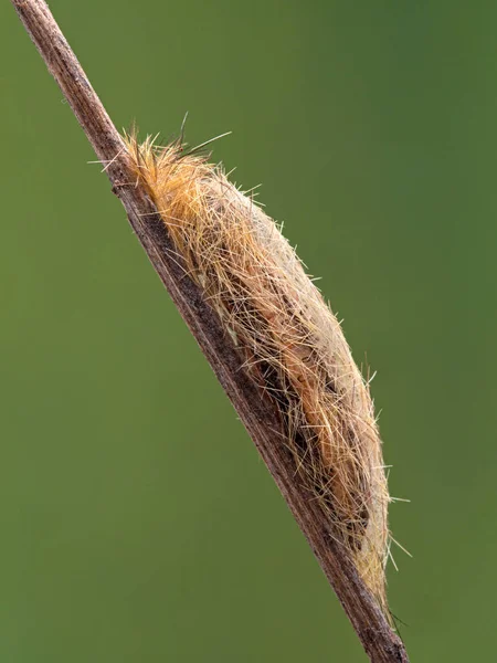 cocoon of the yellow-collared scape moth, Cisseps fulvicollis, on a dried plant stem, side view. Boundary Bay salt marsh, Delta, British Columbia, Canada