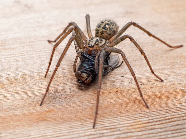 Araña Casa Gigante Femenina Eratigena Duellica Alimentándose Una Gran Mosca — Foto de Stock