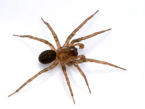 Pretty Subadult Male Brown Ground Spider Cybaeus Eutypus Isolated White — Stock Photo, Image