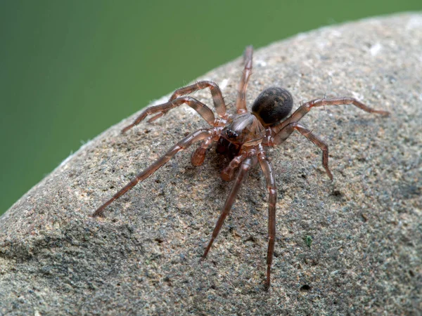 Aranha Solo Marrom Macho Muito Subadulto Cybaeus Eutypus Uma Rocha — Fotografia de Stock