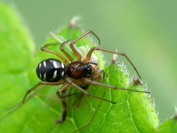 Muy Muy Pequeña Araña Familia Linyphiidae Que Alimenta Mosquito Mordedor — Foto de Stock