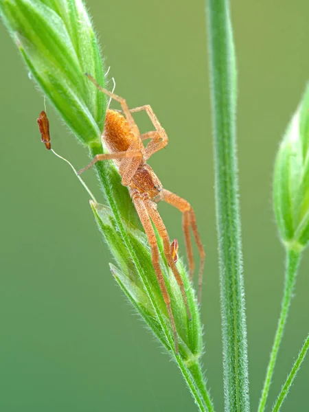 Pěkný Krabí Pavouk Philodromus Rufus Odpočívající Semenech Trsu Trávy Deas — Stock fotografie